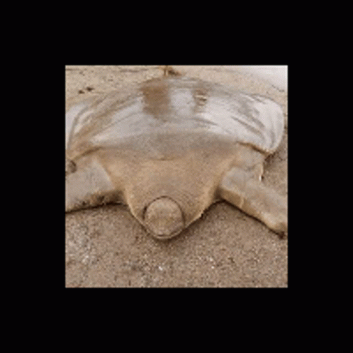 Sea Turtle Laying On Sand With Head In Sand GIF