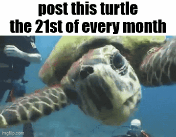 Sea Turtle Post Every Month