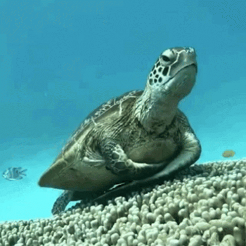 Sea Turtle Sitting on Coral Reef