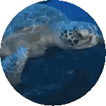 Sea Turtle Swimming in Blue Circle
