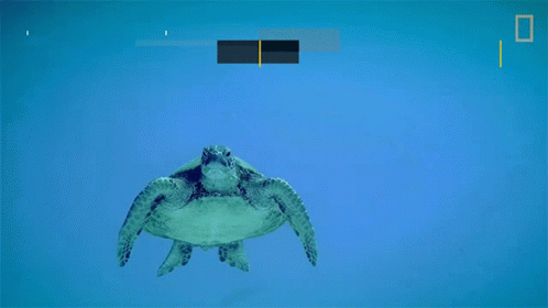 Sea Turtle Swimming in Ocean