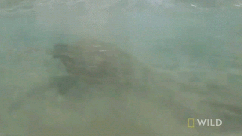 Sea Turtle Swimming in Ocean with National Geographic Logo