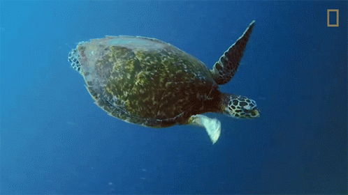 Sea Turtle Swimming Ocean National Geographic Logo