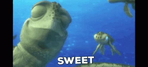 Sea Turtle Swimming Ocean Sweet GIF