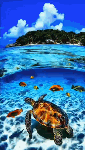 Sea Turtle Swimming With Fish