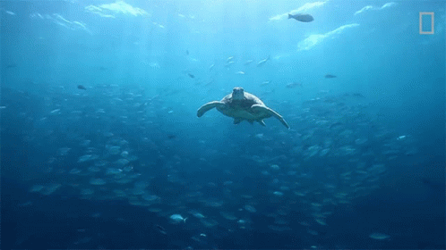 Sea Turtle Swimming With Fish