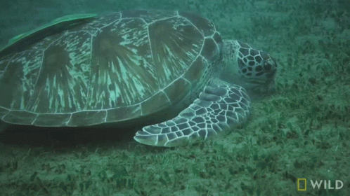 Sea Turtle Swimming with National Geographic Logo