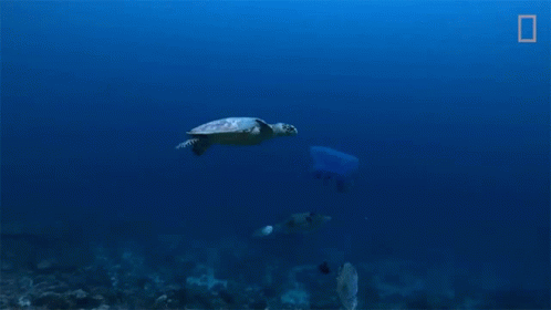 Sea Turtle Swimming with Scuba Diver