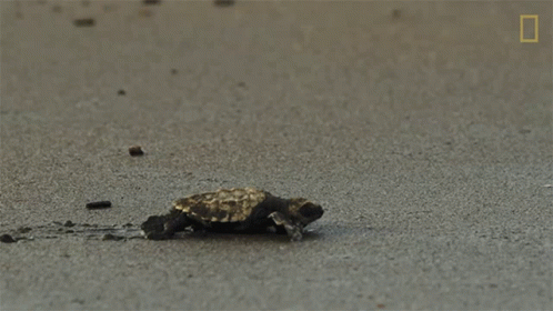 Sea Turtle Swimming With Scuba Diver