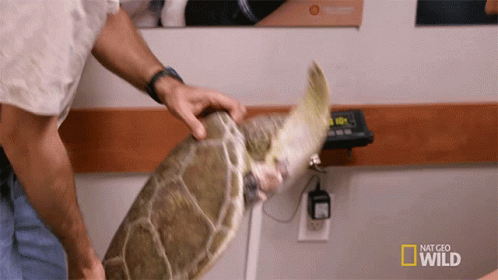 Sea Turtle Weighed by Man National Geographic Ad