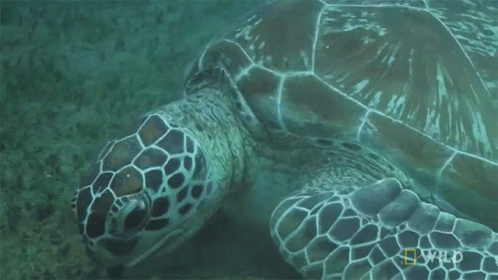 Sea Turtle With Wild