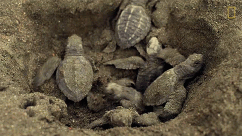 Sea Turtles Laying in Dirt