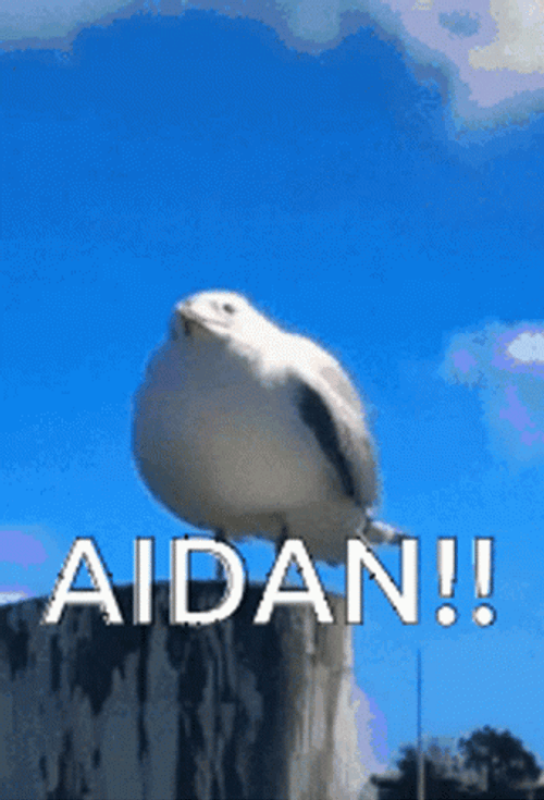 Seagull Calling Aidan Gallagher Funny Meme GIF
