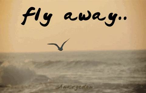 Seagull Flying Over Ocean Fly Away