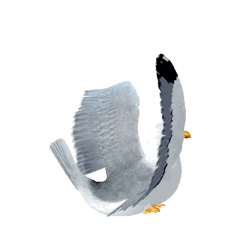 Seagull Flying with Wings Outstretched