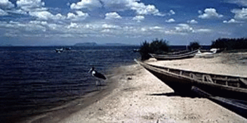 Seagull Standing On Sandy Beach Near Water GIF
