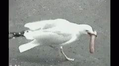 Seagull Swallows Hot Dog GIF