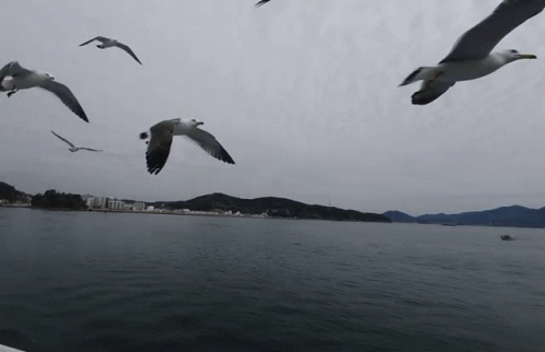 Seagulls Are Flying Over A Body Of Water GIF