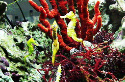 Seahorses In Aquarium GIF