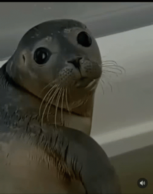 Seal GIF