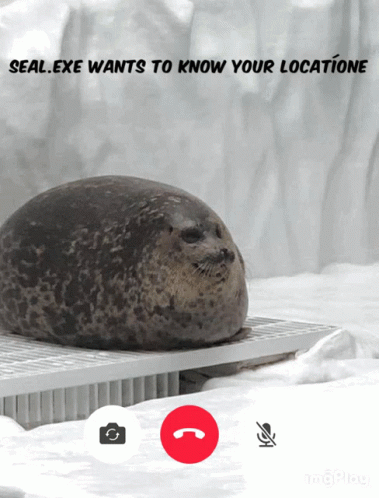 Fat Seal Wants To Know Your Location GIF