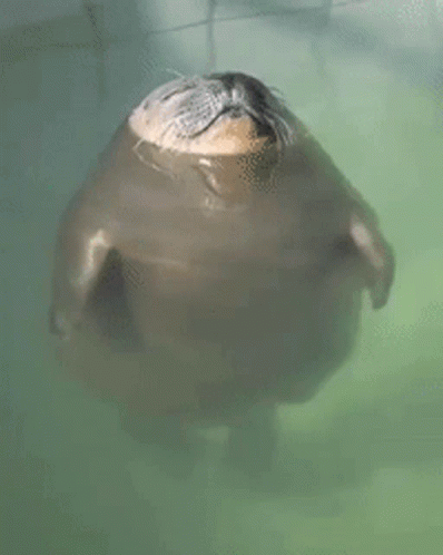 Seal Floating On Water GIF