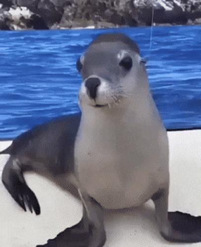 Smiling Face Of Seal GIF