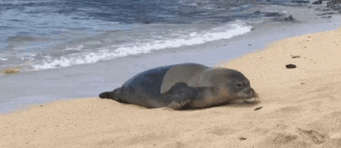 Seal Crawling On Sand GIF