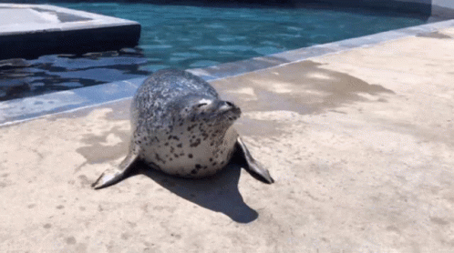 Seal Body Wiggling GIF