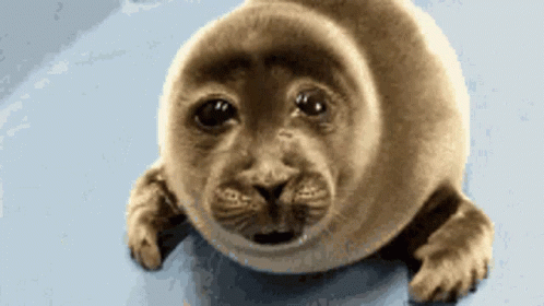 Lonely And Crying Seal GIF