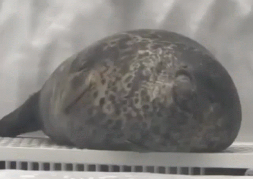 Seal Tired Lying On The Ground GIF