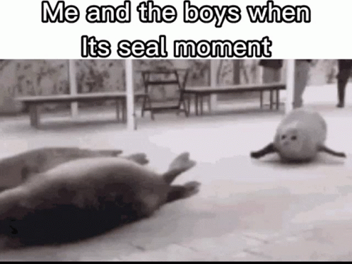 Seal Moment In Motion GIF