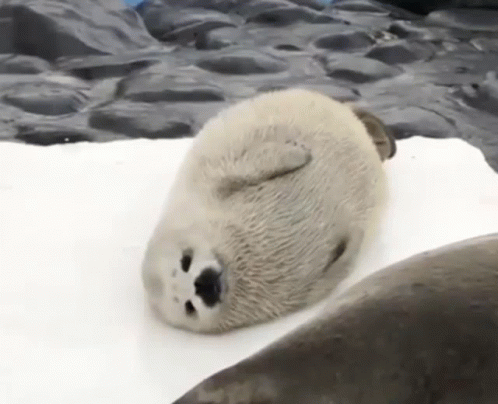 Cute Baby White Seal GIF