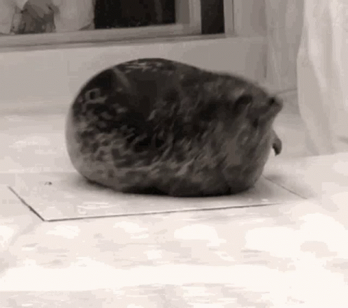 Here Comes The Seal GIF