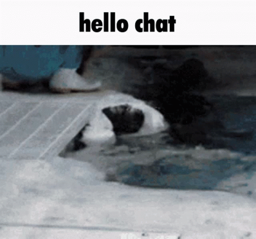 Seal Coming Out From The Water GIF