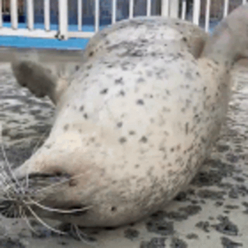Seal Want Someone To Touch GIF