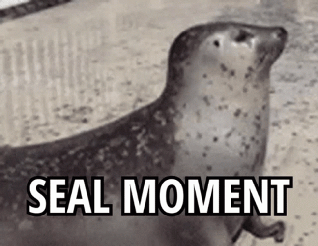 Seal Bouncing Moment GIF