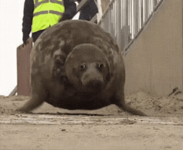 Seal Crawling Fast GIF