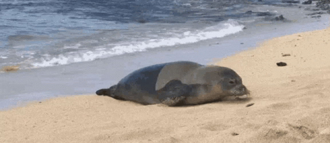Seal Crawling On Sand GIF