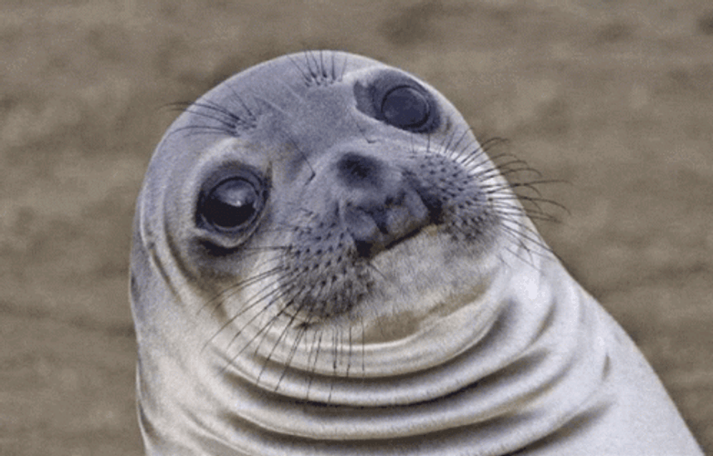 Seal GIF