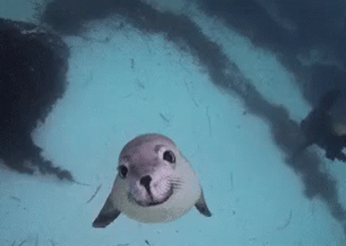 Seal Happily Swimming GIF
