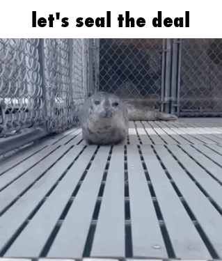 Seal In Cage Saying Let's Seal The Deal GIF