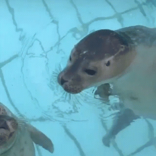 Seal Kiss In The Cheek  GIF