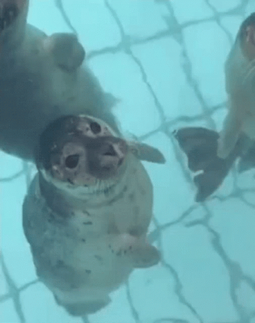 Seal Kissing The Other One GIF