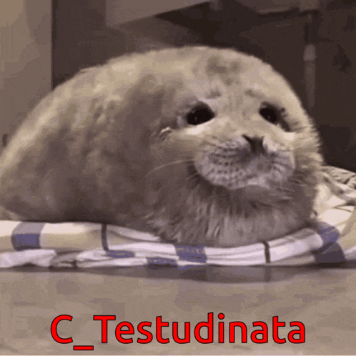 Seal Laying on Blanket c_testudinata