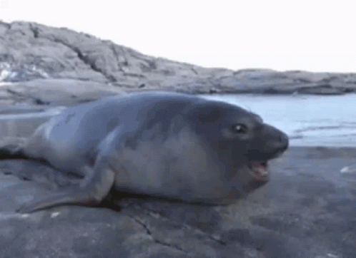 Seal Laying on Rock by Water