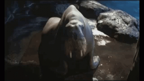 Seal Laying On Rock I Don't Get It