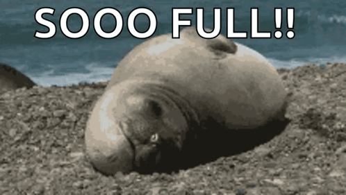 Seal Laying on Rocky Beach Saying Sooo Full