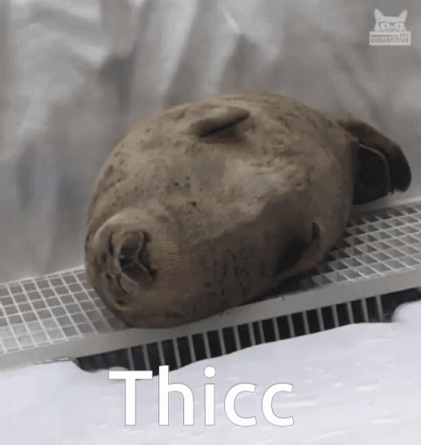 Seal Laying on Shelf with Thicc