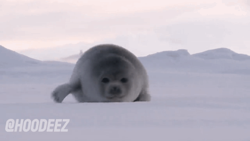 Seal Laying on Snowy Field